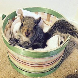 Baby Grey Squirrel in the nest
