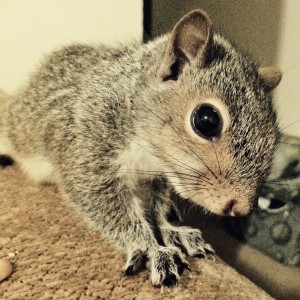 Baby Grey Squirrel closeup