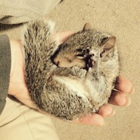 Baby Grey Squirrel