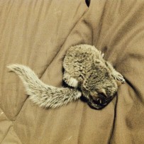 Baby Grey Squirrel sleeping