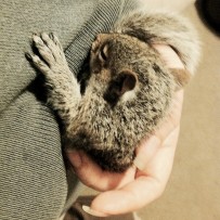 Baby Grey Squirrel in my hands