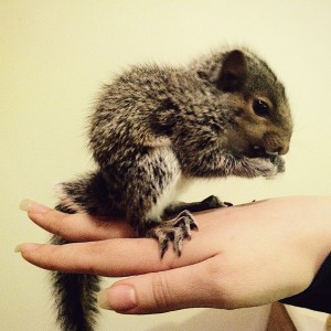 Baby Grey Squirrel sitting on my hand