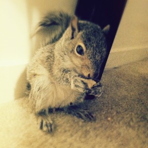 Baby Grey Squirrel eating